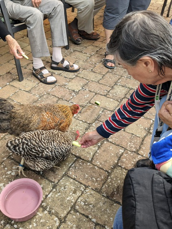 Die ASB Tagespflege Egestorf bekommt Hühner-Besuch