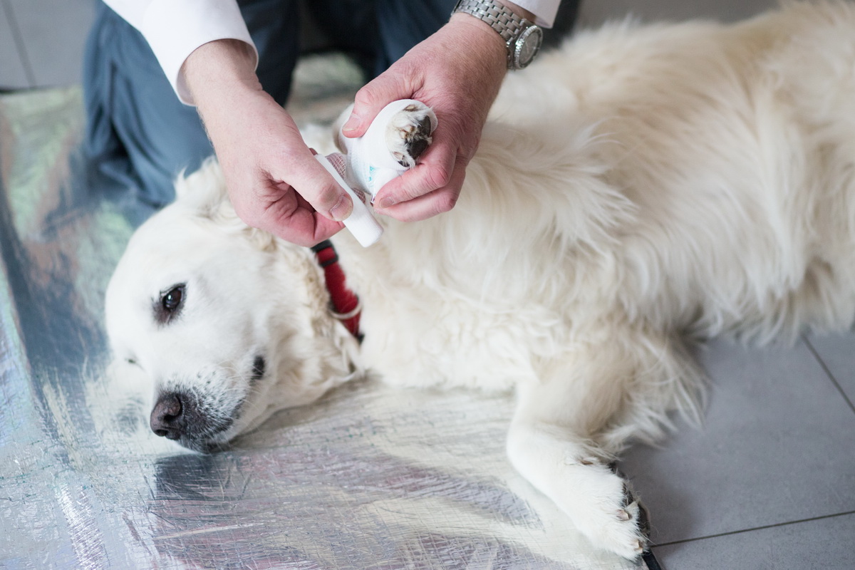 Ein weißer,mittelgroßer Hund liegt mit verletzter Pfote auf einer Rettungsdecke. Jemand legt dem Tier einen Verband an